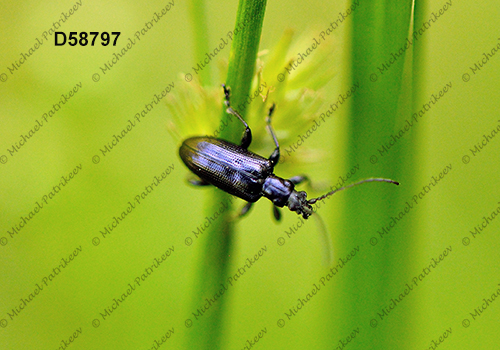 Plateumaris frosti (Donaciinae, Chrysomelidae)
